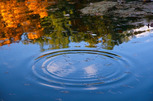 Fall foliage reflecting off smooth pond surface with expanding rings of ripples. Floating pine needles, cloudscape reflection