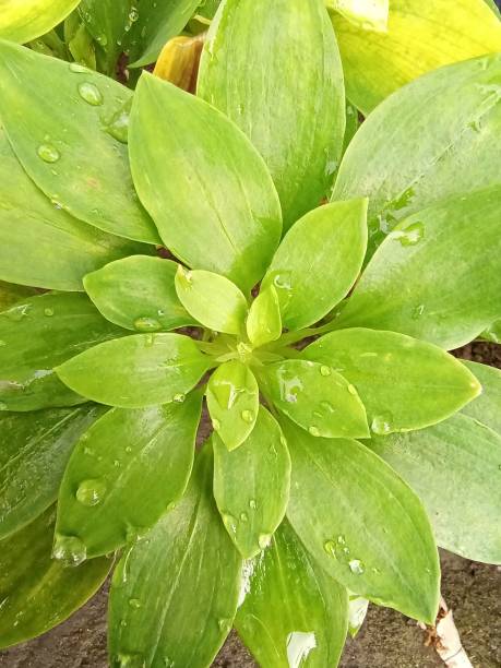 istock Symmetrical ornamental plant top view. Selective focus. 1435146540