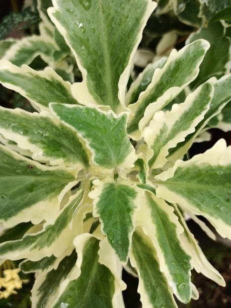 istock Ornamental plant with green white color pattern. Selective focus. 1435146572