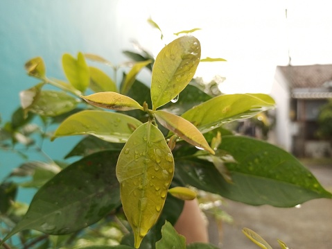 Raindrops on fresh green leaves. Closeup macros. Selective focus.
