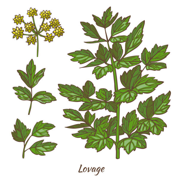 lubczyk i liście w stylu ręcznie rysowanym - levisticum officinale stock illustrations