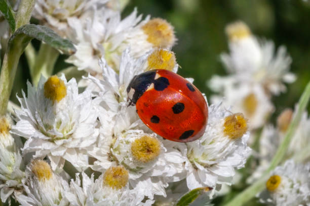 Seven-spotted Lady Beetle, (Coccinella septempuctata), Coccinelle a sept points, Coccinellidae, Anaphalis margaritacea.. A Seven-spotted Lady Beetle warms up in the rays of the spring sun on a Pearly Everlasting flower in the Laurentian Forest. seven spot ladybird stock pictures, royalty-free photos & images