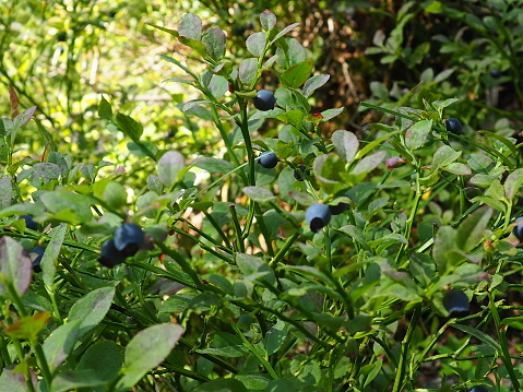 Blueberry, or Blueberry myrtle Vaccinium myrtillus, a low-growing shrub, a species of the genus Vaccinium of the family Heatheraceae. Forest wild blue purple berries and green leaves. Picking berries.