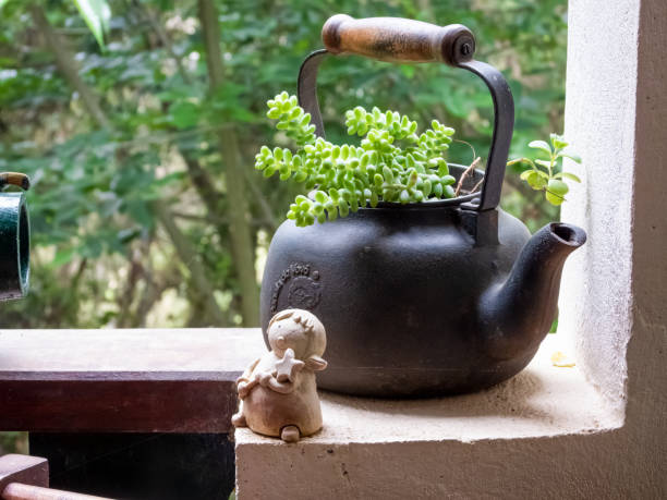 Potted succulent plant on an iron teapot. stock photo