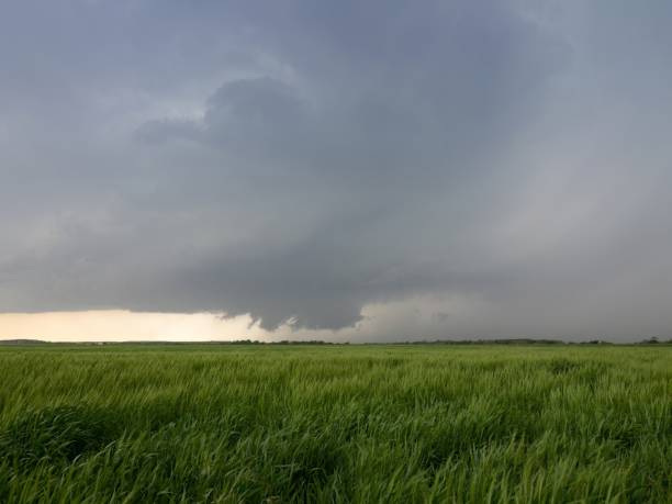istock Light Gray Storm Clouds over a Field with Bright Green Grain Crop 1435155003
