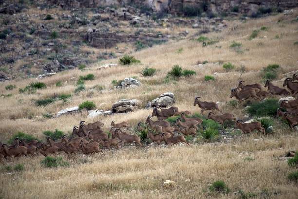istock Barbary Sheep in Carlsbad Caverns National Park 1435155220