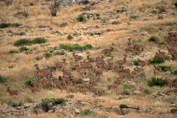 istock Barbary Sheep in Carlsbad Caverns National Park 1435155760