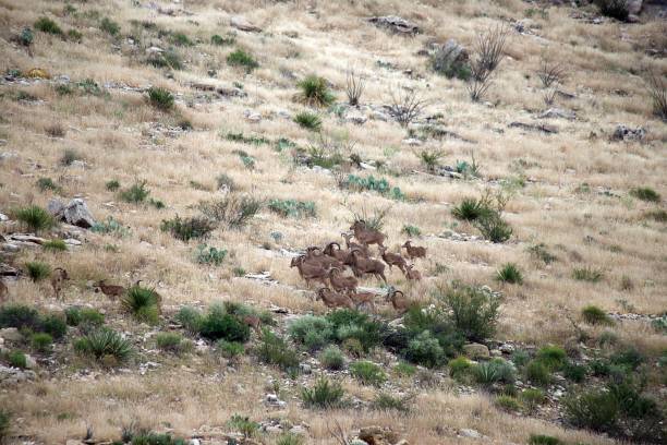 istock Barbary Sheep in Carlsbad Caverns National Park 1435155762