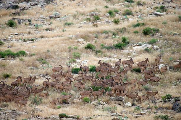 istock Barbary Sheep in Carlsbad Caverns National Park 1435155764