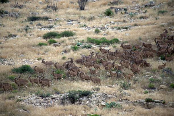 Barbary Sheep in Carlsbad Caverns National Park