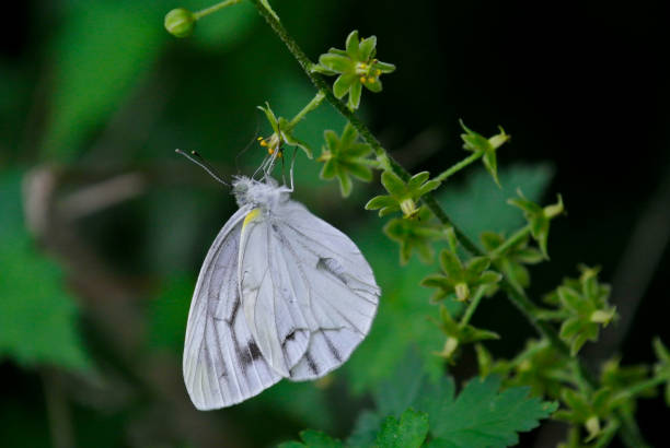 istock Sujiguro white butterfly sucking nectar from small flowers 1435157592