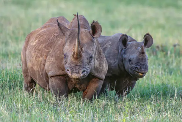 The black rhinoceros or hook-lipped rhinoceros (Diceros bicornis) is a species of rhinoceros, native to eastern and southern Africa. Adult and almost adult calf. Solio Game Reserve, Kenya.