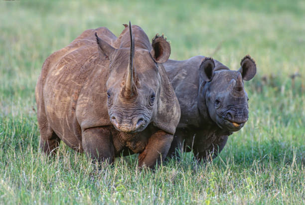 o rinoceronte-preto ou rinoceronte-de-lábio-de-gancho (diceros bicornis) é uma espécie de rinoceronte, nativa do leste e sul da áfrica. bezerro adulto e quase adulto. solio game reserve, quênia. - bicornis - fotografias e filmes do acervo