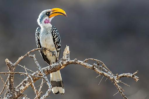 The eastern yellow-billed hornbill (Tockus flavirostris), also known as the northern yellow-billed hornbill.  Samburu National Reserve, Kenya