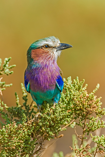 istock The Lilac-breasted Roller (Coracias caudatus) is a member of the roller family of birds. Samburu National Reserve, Kenya. 1435160036