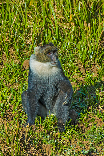 Mount Kenya Sykes' monkey (Cercopithecus albogularis kolbi), also known as the white-throated monkey or Samango monkey, is an Old World monkey. Mount Kenya National Park, Kenya.