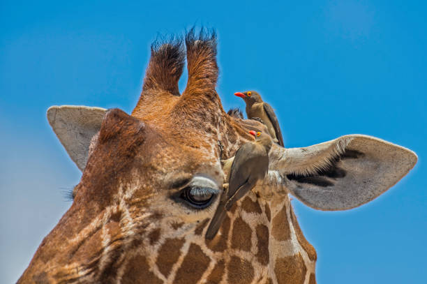 il bufago beccorosso (buphagus erythrorhynchus) è un uccello passeriforme della famiglia sturnidae. riserva nazionale di samburu, kenya. su una giraffa reticolata. - reticulated giraffe foto e immagini stock