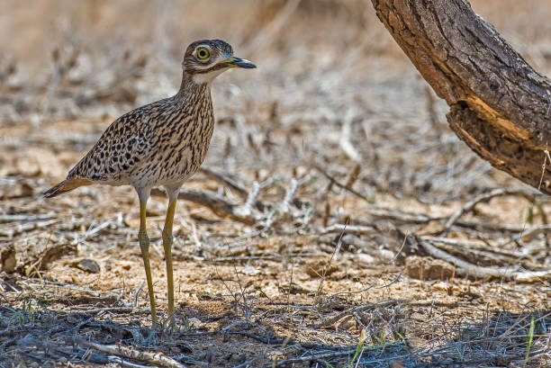 istock The Spotted Thick-knee (Burhinus capensis) also known as the Spotted Dikkop or Cape Thick-knee, is a stone-curlew in the family Burhinidae. Samburu National Reserve, Kenya. 1435160449