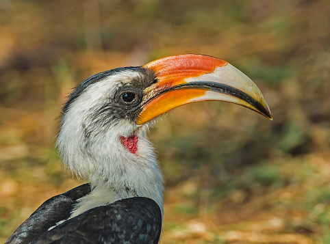 Von der Decken's Hornbill (Tockus deckeni) is a hornbill, found in East Africa, especially to the east of the East African Rift, from Ethiopia south to Tanzania. Samburu National Reserve, Kenya. Male.