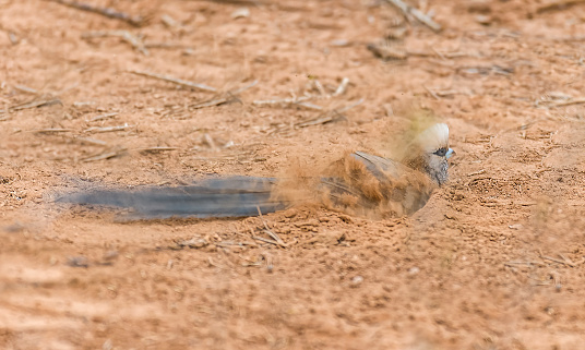 The White-headed Mousebird (Colius leucocephalus) is a bird belonging to the mousebird family, Coliidae. Samburu National Reserve, Kenya. Doing a dust bath. Dusting.