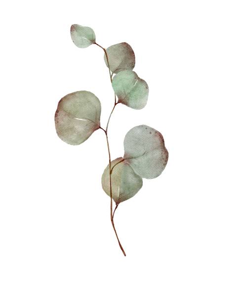 istock Watercolor botanical illustration of eucalyptus branch with leaves 1435162068