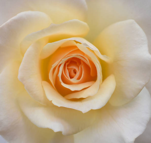 istock white rose flower closeup 1435164688