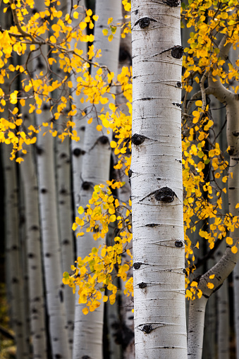 Closeup of an Aspen tree forest in Kebler Pass near Crested Butte, Colorado.