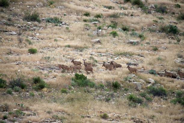 istock Barbary Sheep in Carlsbad Caverns National Park 1435171910