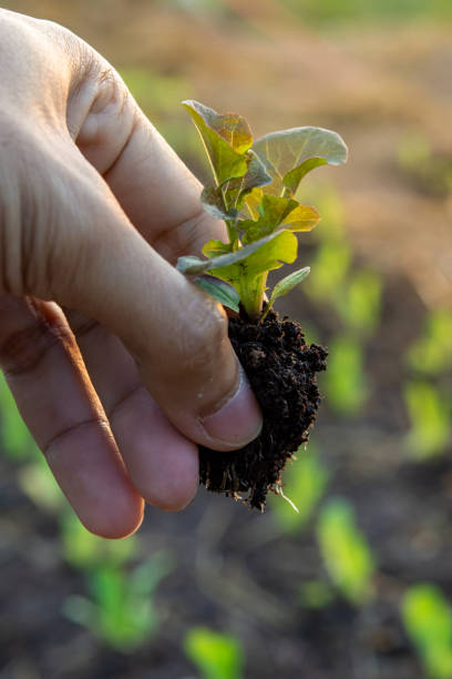 istock Lettuce seedlings, small to medium size, good root system, beautiful leaves. strong seedlings ready to grow in the pit tray and in the ground 1435172522