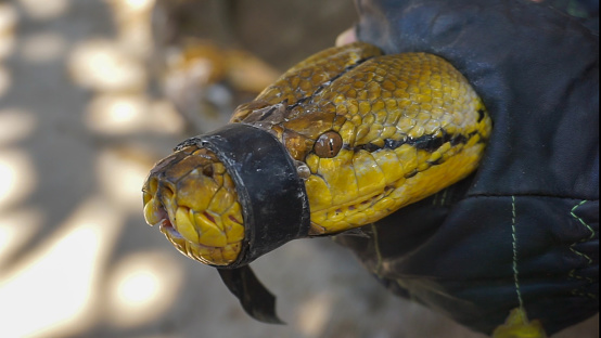 Burmese python - Albino python