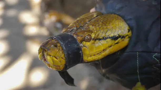a python caught by residents for eating their livestock, its mouth is tied with tape
