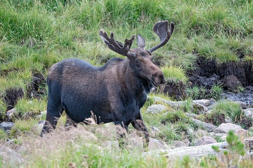 Bull moose walking through swampy area looking at camera in northern Colorado national forest. This is in western USA in North America.