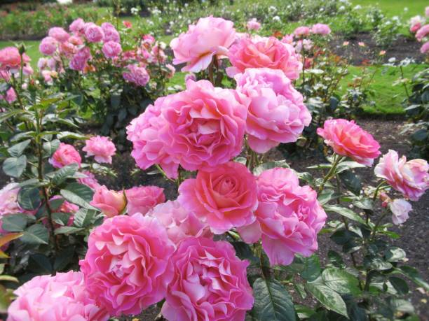 istock Pretty Bright Pink Rose Flowers Blooming In Summer 1435183652