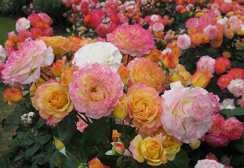 Beautiful Bright Closeup Colourful Garden Delight Roses\nBlooming In Vancouver Rose Garden In Summer
