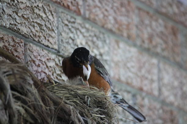 istock Parents Keeping the Nest Clean 1435184369