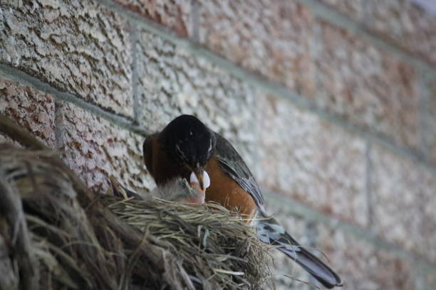 istock Parents Keeping the Nest Clean 1435184383