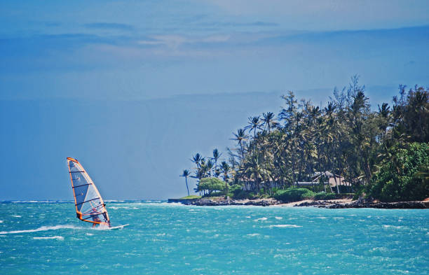 Windsurfer off the beach in Maui, Hawaii.   Chopping waters.   Rugged beach with buildings and lush foliage and large grove of palm trees.