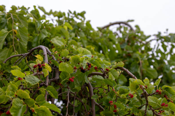 schwarze und rote maulbeerbeeren am baum - mulberry bush stock-fotos und bilder