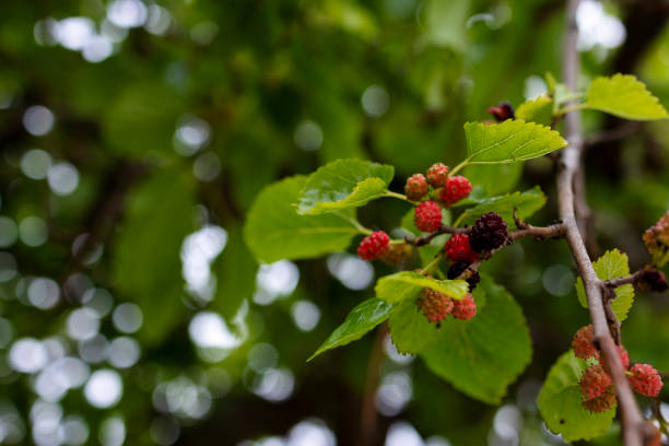istock Unripe mulberry berries on a tree. Close-up. 1435187192