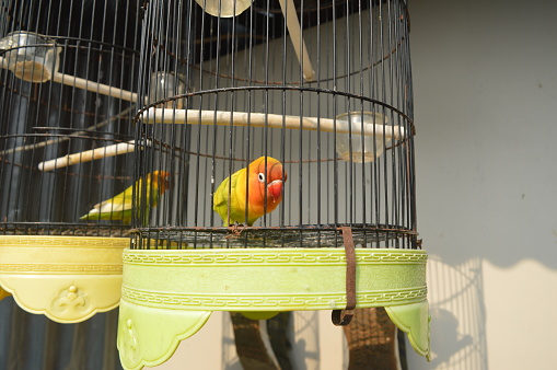 a lovebird with Fischer's glasses or with the scientific name Agapornis fisheri with red, orange, yellow and green feathers, is one of the birds that is kept by many bird lovers.