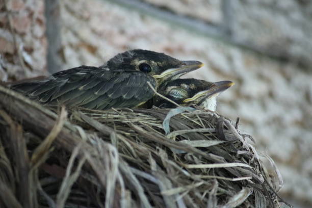 istock Chicks Chilling in the Nest 1435195239