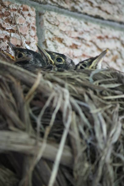 istock Chicks Chilling in the Nest 1435195255