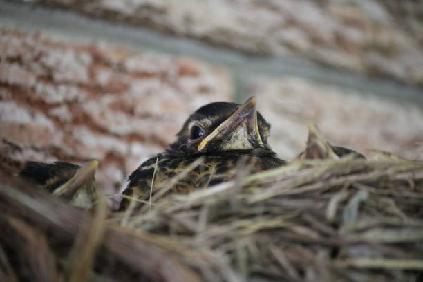 istock Chicks Chilling in the Nest 1435195784