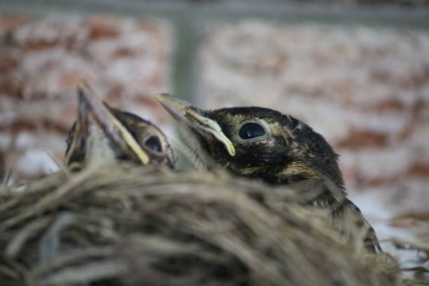istock Chicks Chilling in the Nest 1435195802