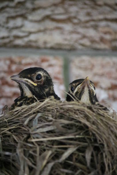 istock Chicks Chilling in the Nest 1435196468