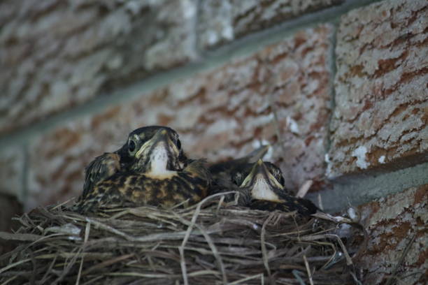 istock Chicks Chilling in the Nest 1435196605