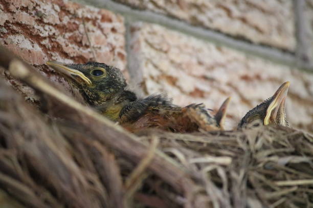 istock Chicks Chilling in the Nest 1435196775