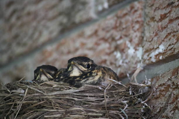 istock Chicks Chilling in the Nest 1435196896