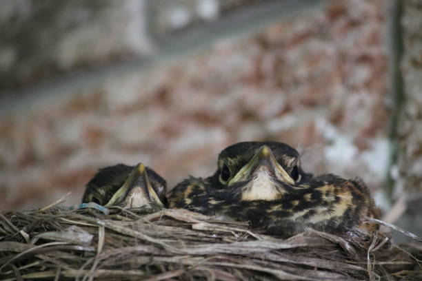 istock Chicks Chilling in the Nest 1435196934