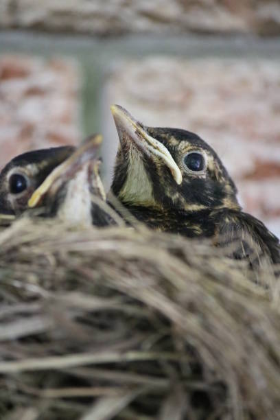 istock Chicks Chilling in the Nest 1435196960